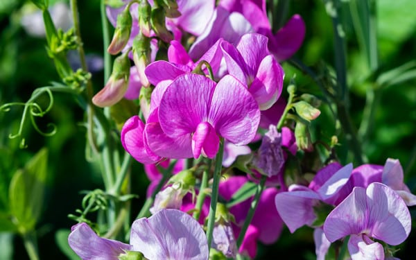 Sweet peas