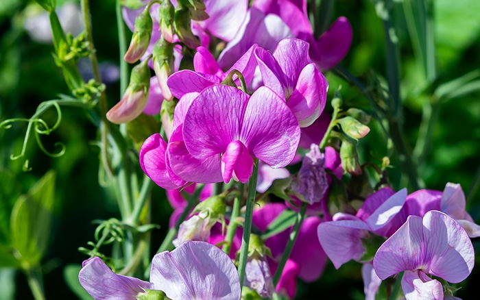 sweet peas in flower