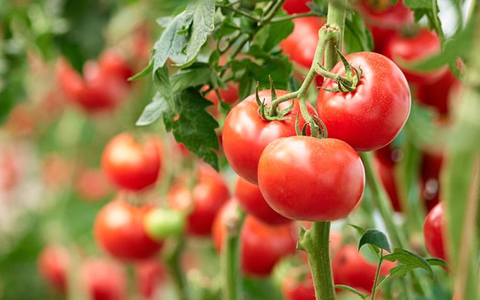 Tomatoes growin in containers