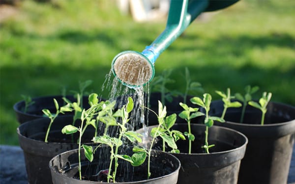 Watering seedlings