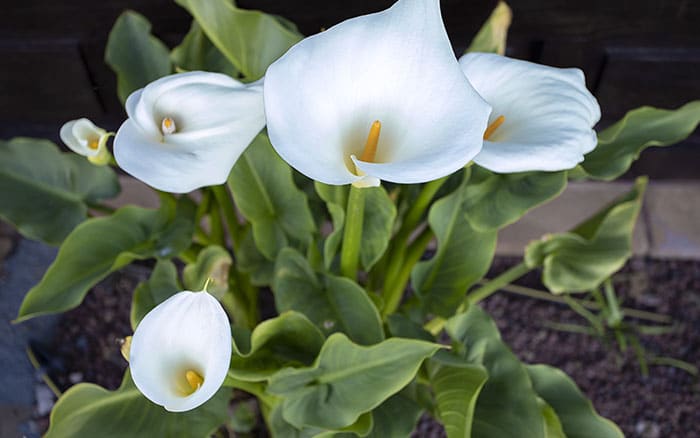 ZANTEDESCHIA AETHIOPICA (ARUM LILY)