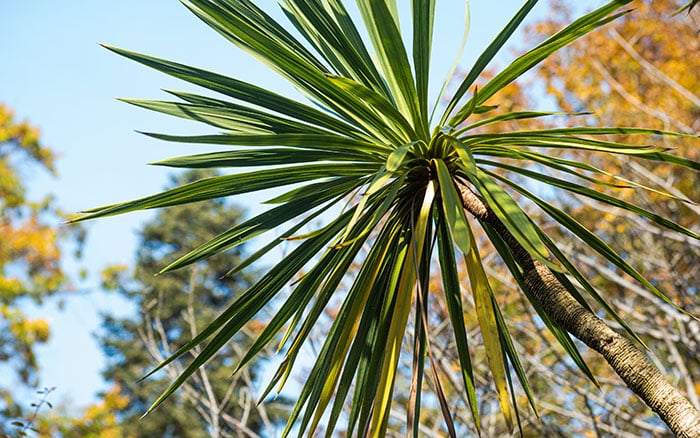 CORDYLINE AUSTRALIS (CABBAGE PALM)