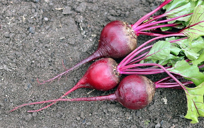 fresh radishes