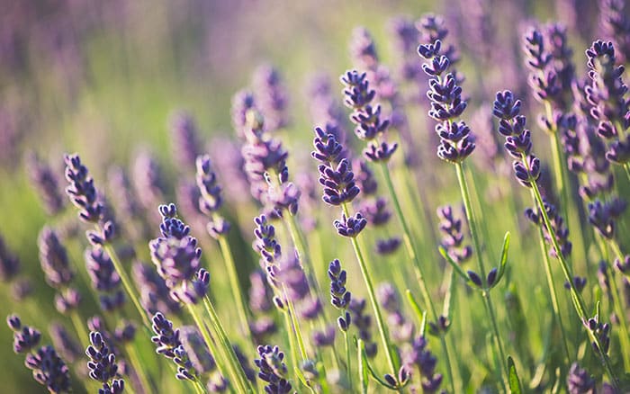 Lavender-sprigs-in-lemon-drink