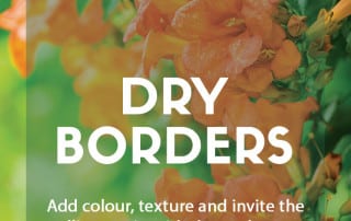 plants for dry borders