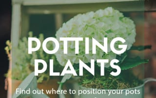 potting plants