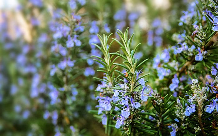 Lavender-sprigs-in-lemon-drink