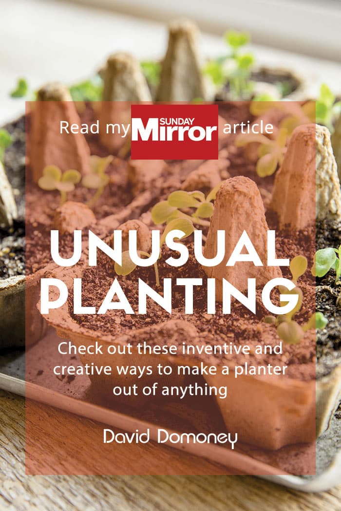 sunday mirror unusual planting