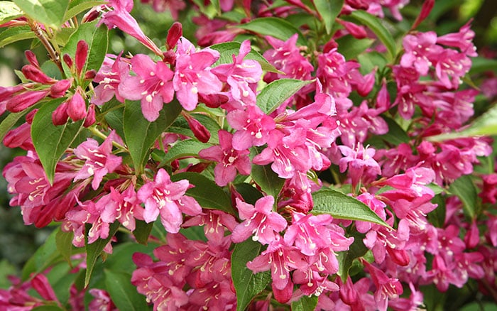 Rose-petal-salad-2