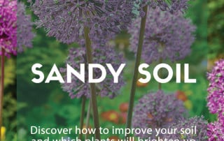 sandy soil