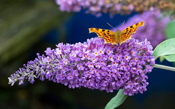 Lavender-sprigs-in-lemon-drink