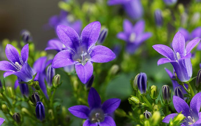 Lavender-sprigs-in-lemon-drink