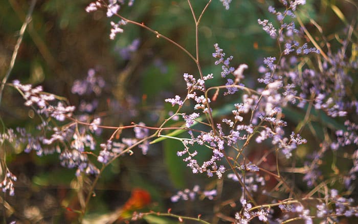 Lavender-sprigs-in-lemon-drink