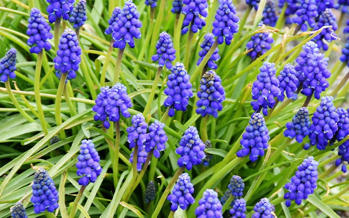 Lavender-sprigs-in-lemon-drink