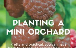 planting mini orchard