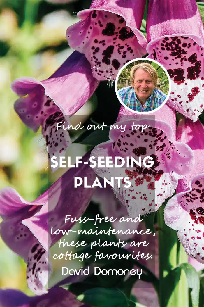 Updated feature self-seeding