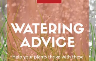 watering advice