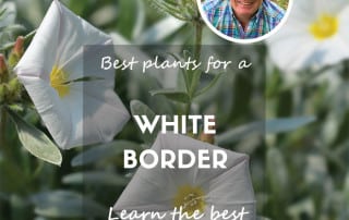 white border feature