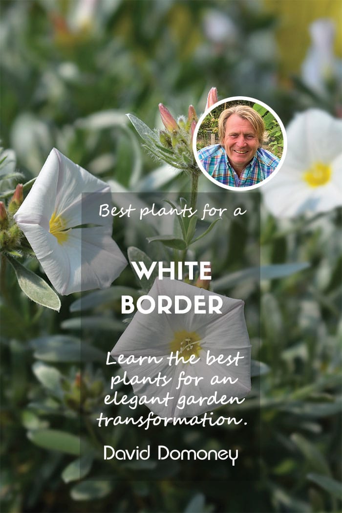 white border feature