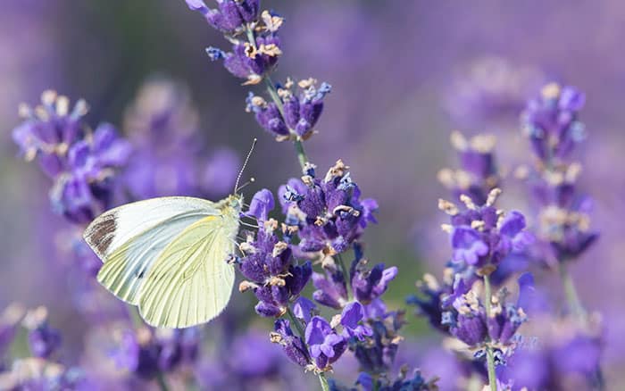 Lavender-sprigs-in-lemon-drink