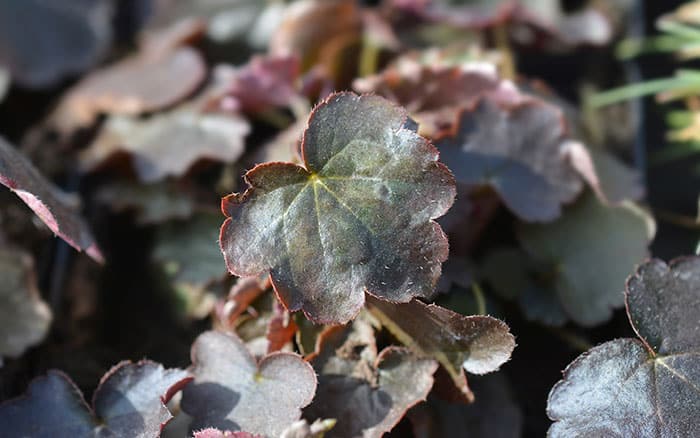 Rose-petal-salad-2