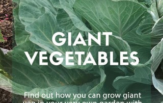 Giant vegetables