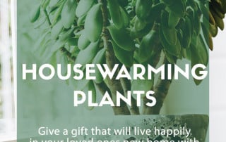 housewarming plants gift