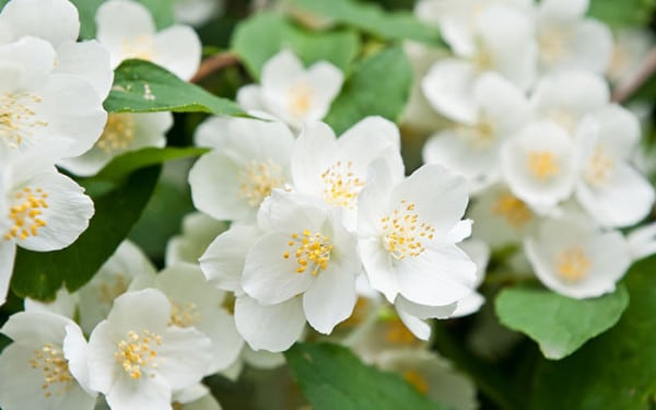 Philadelphus