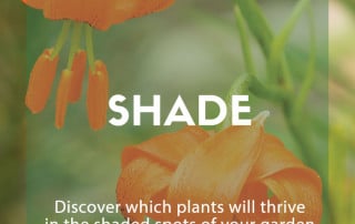plants for purpose shade