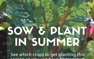 What to sow and plant in summer