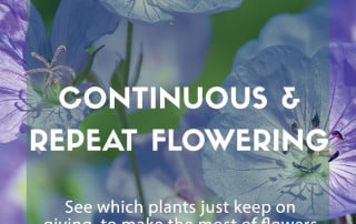continuous repeat flowering