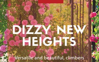 climbing plants garden