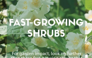 fast growing shrubs