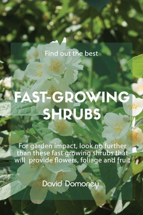 fast growing shrubs