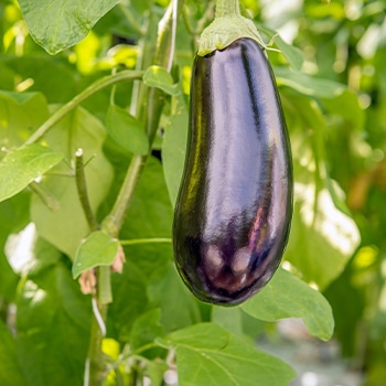 Aubergine on a vine