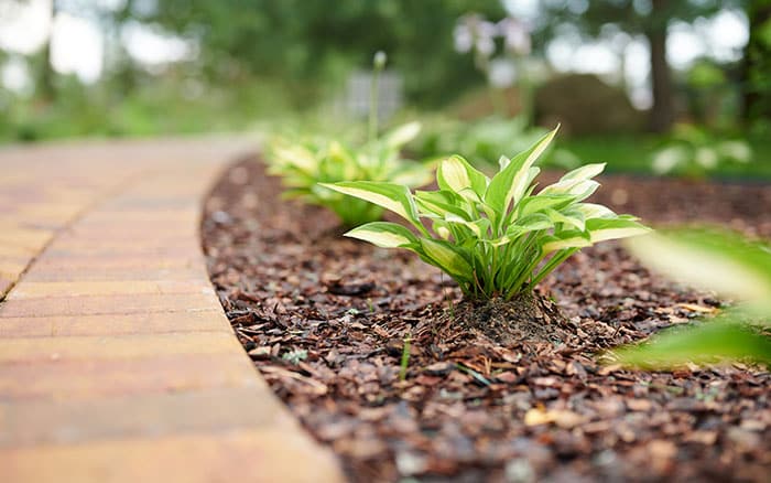 Image of Border of bark chippings around a flower bed