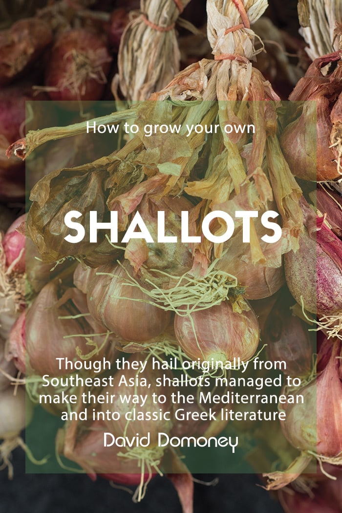 How To Grow Shallots - Sunny Home Gardens