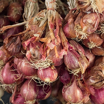 Hanging shallots