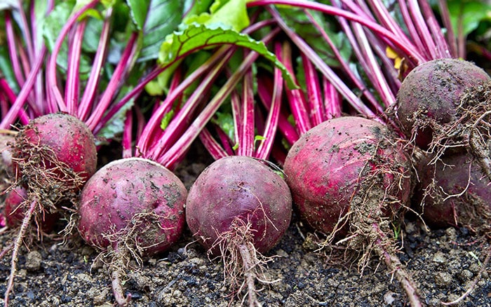 Harvest beetroot from a container