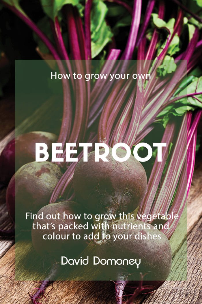 How to grow your own beetroot