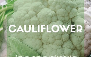 how to grow your own cauliflower