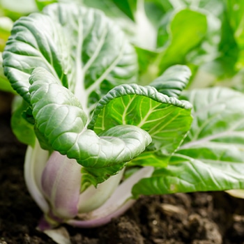 pak choi growing in the ground