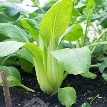 pak choi growing