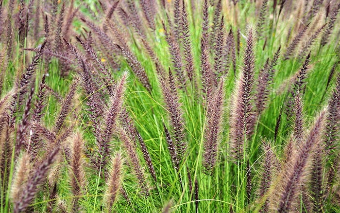 Lavender-sprigs-in-lemon-drink