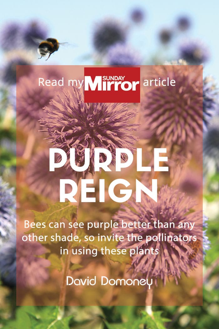 sunday mirror purple pollinators