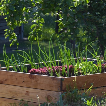 Raised garden beds