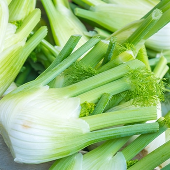 raw fennel