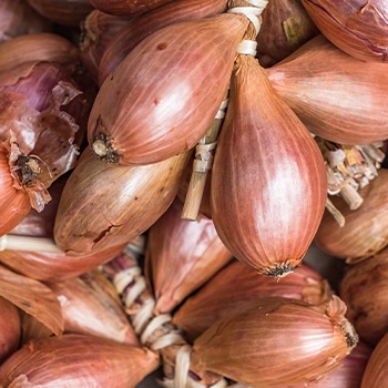 How to grow Shallots
