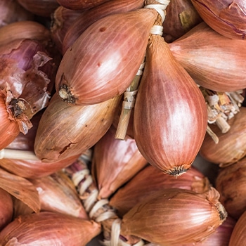 How To Grow Shallots - Sunny Home Gardens