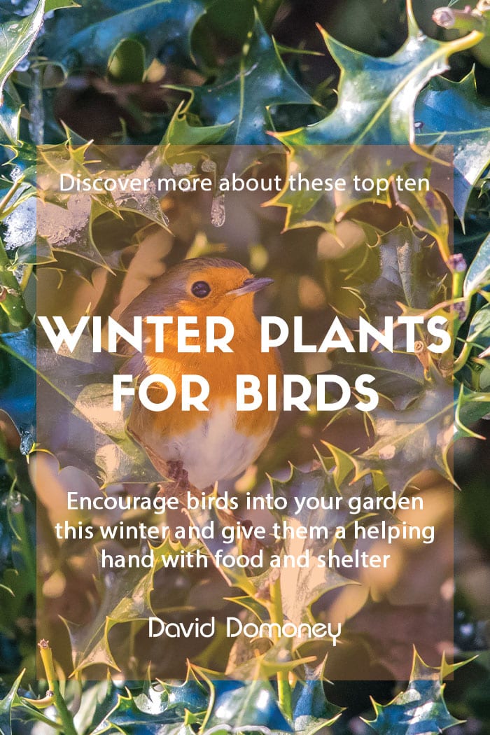 Winter plants for birds